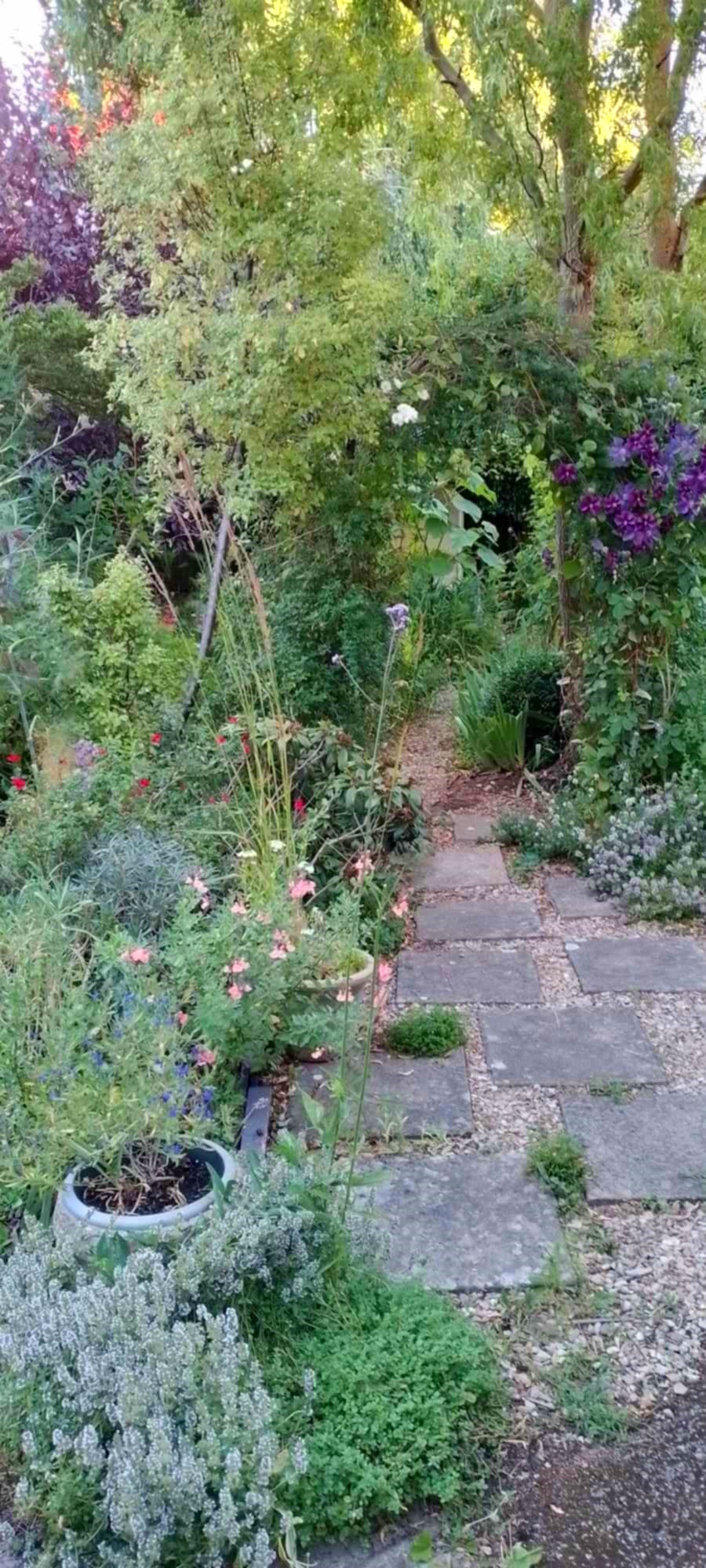 Garden photography by Allison McNally