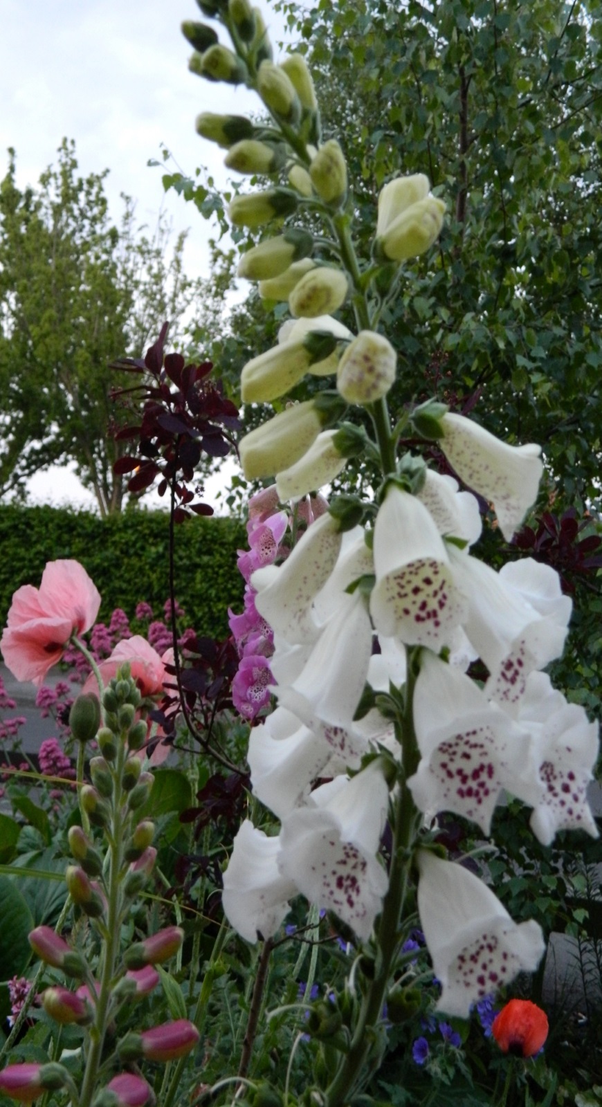 Garden photography by Allison McNally