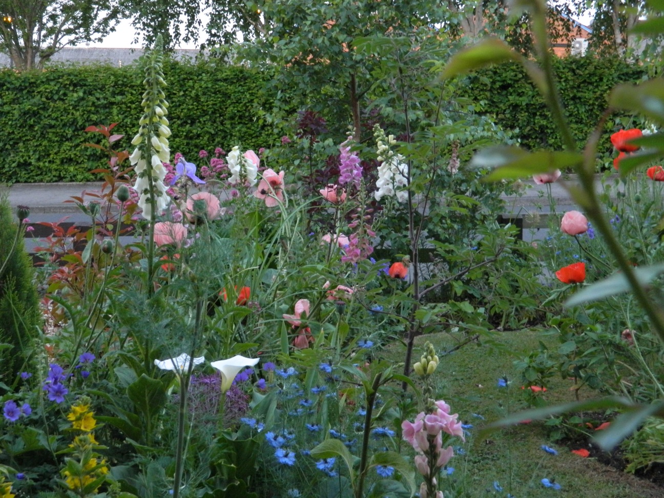 Garden photography by Allison McNally