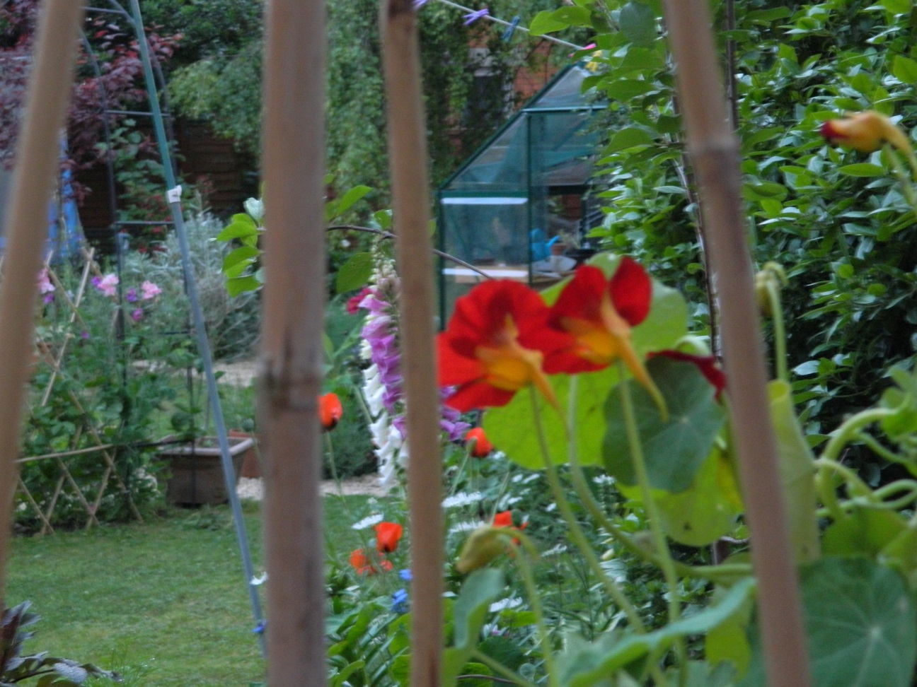 Garden photography by Allison McNally